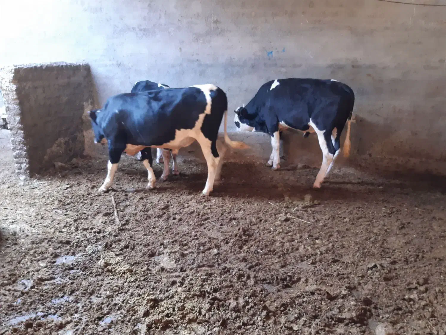 گوساله|حیوانات مزرعه|سیلاخور, |دیوار