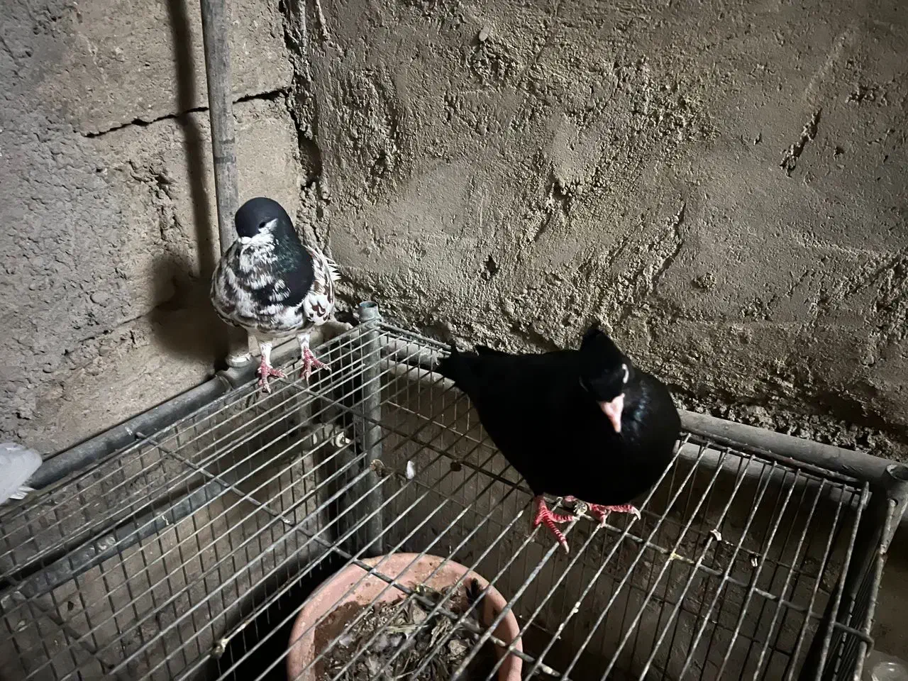چند عدد کبوتر سیاه صبر و خوشرنگ یالی|پرنده|آبپخش, |دیوار