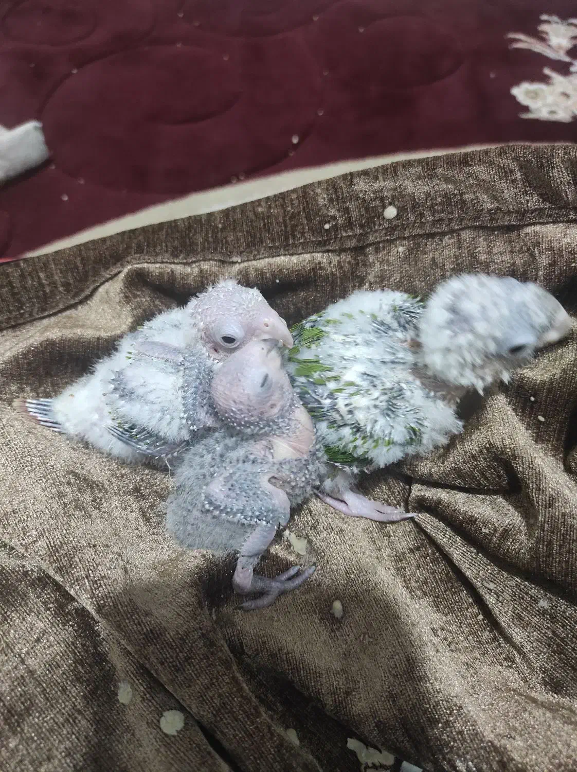 جوجه عروس هلندی سرلاکی|پرنده|برازجان, |دیوار