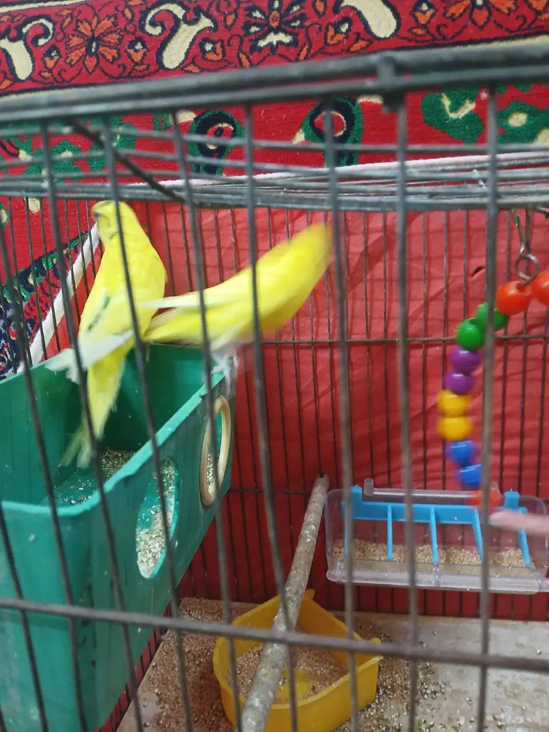 چهارتا مرغ عشق|پرنده|قم, شاه ابراهیم|دیوار