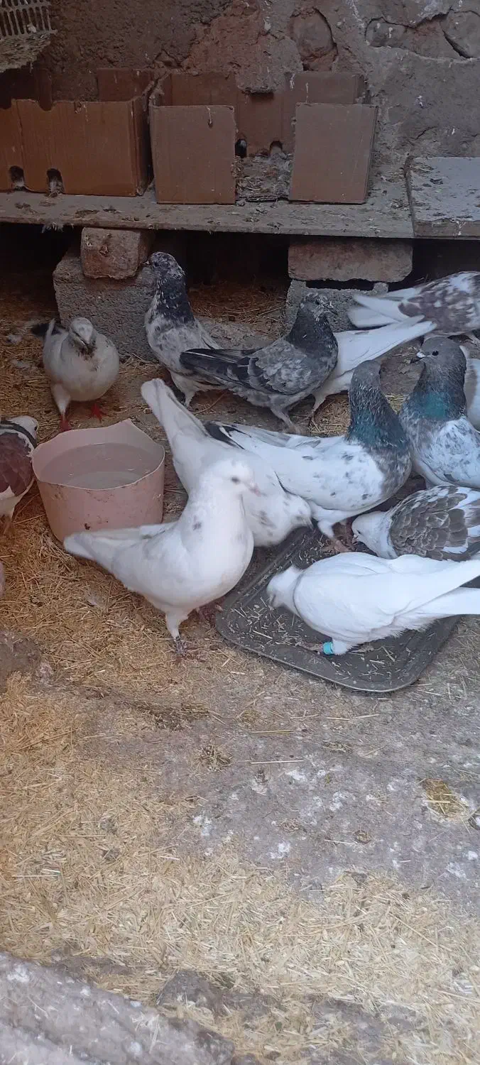 کبوتر|پرنده|گوآور, |دیوار