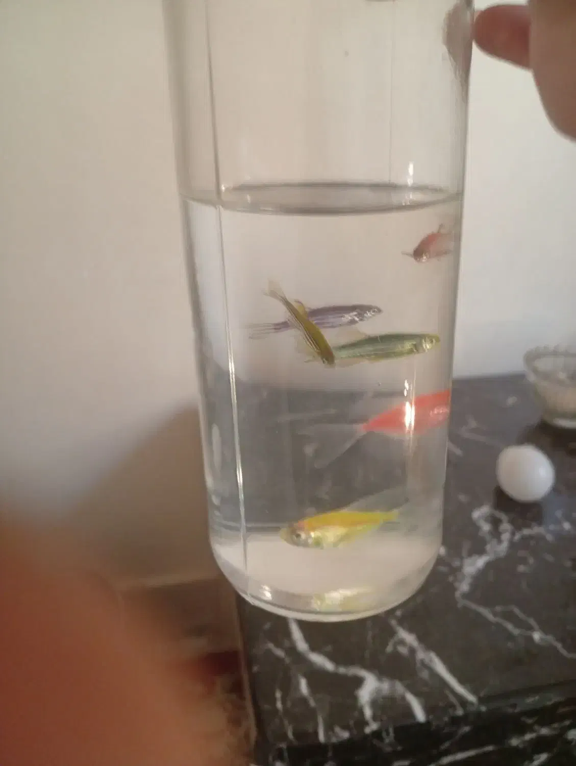 تلاریوم ویال|ماهی|تهران, گلچین|دیوار