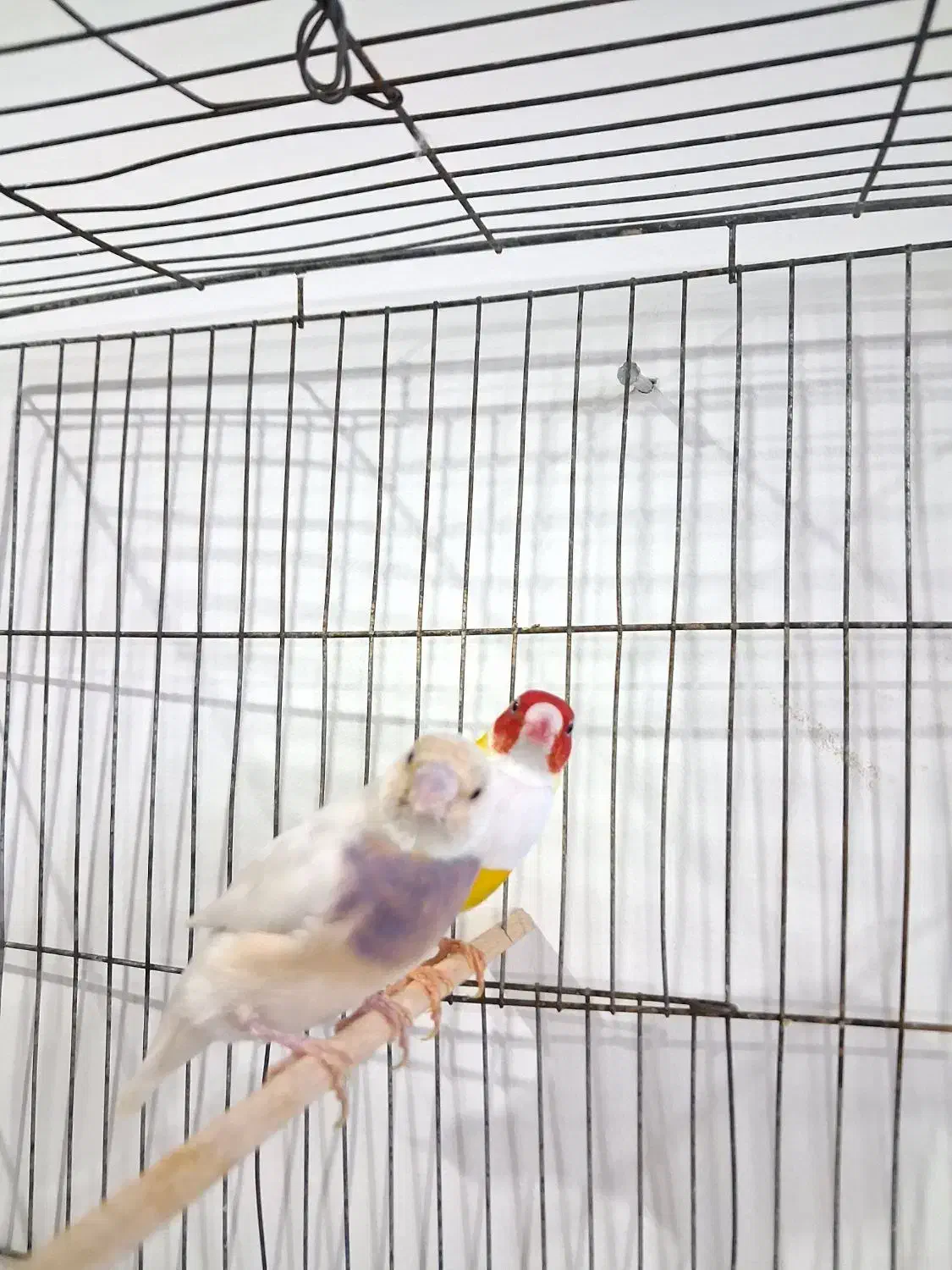 فنچ گلدین مولد|پرنده|قدس, شهر‌قدس|دیوار