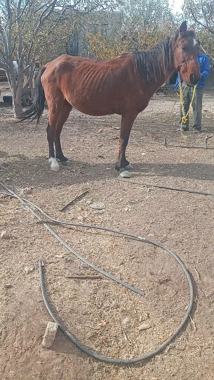 اسب نریان|اسب و تجهیزات اسبسواری|اهر, |دیوار