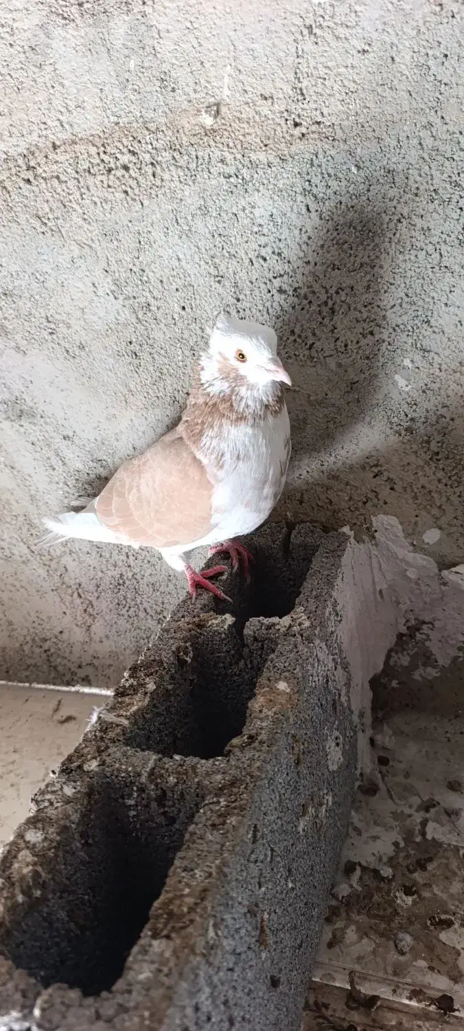 فروش دو ماده زرد گرگی|پرنده|اشنویه, |دیوار