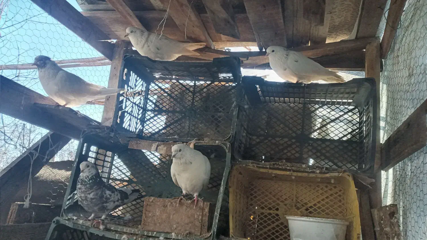 مایل معاوضه نیستم|پرنده|بندر ترکمن, |دیوار