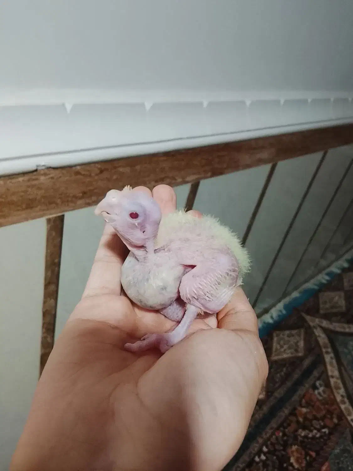 جوجه عروس ۱۱روزه لوتینو و ابلغ|پرنده|میناب, |دیوار