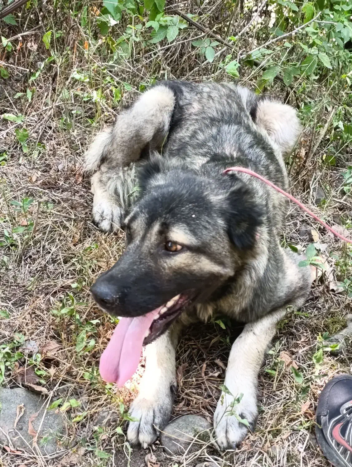 واگذاری سگ سرابی یک سال نیم ماده توظیحات بخون|سگ|املش, |دیوار