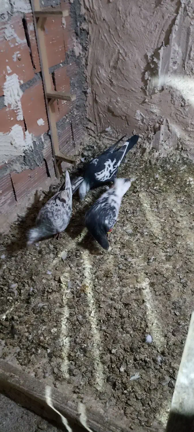 صید چند روز اخیر|پرنده|بجنورد, |دیوار