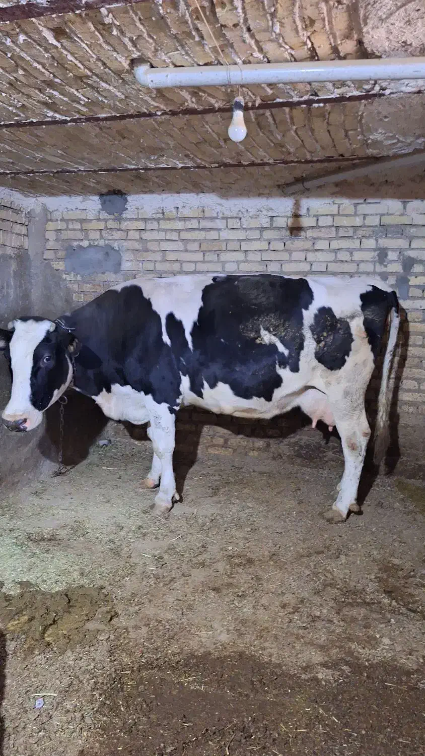 گاو جوان آبستن|حیوانات مزرعه|سجاس رود, |دیوار