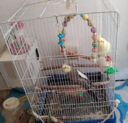 دوتا عروس|پرنده|قم, دوبرادر|دیوار