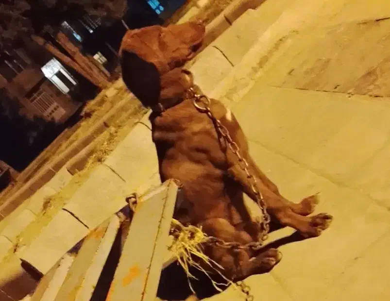 سگ دوبرمن واگزاری|سگ|کرمانشاه, |دیوار