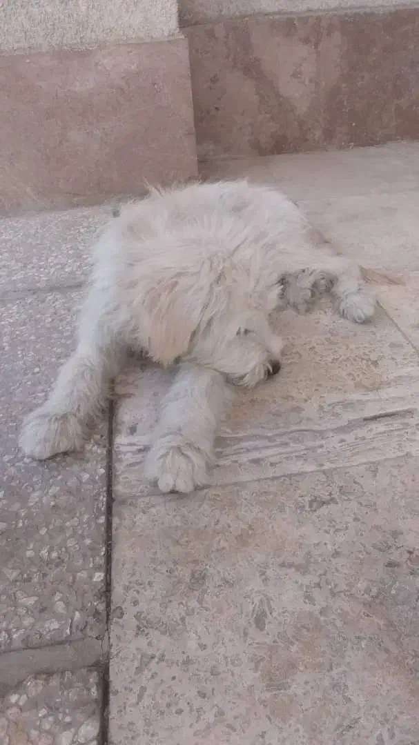 واگذاری سگ نر|سگ|گرمدره, |دیوار