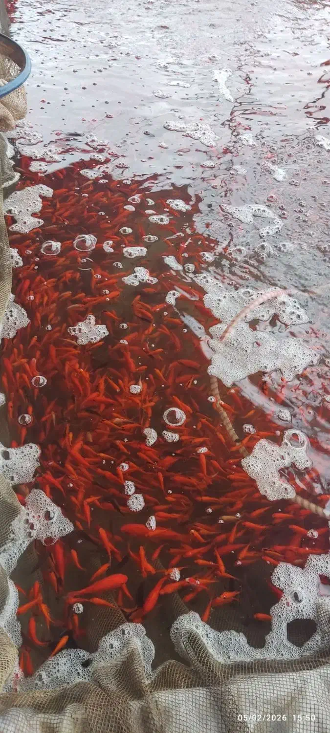 ماهی قرمز|ماهی|رشت, پورسینا|دیوار