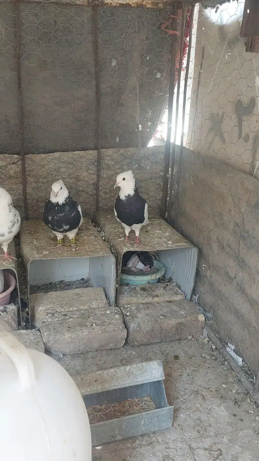 سه جفت طوقی شیش دانگ|پرنده|رودشت (اصفهان), |دیوار