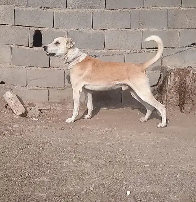 سگ نگهبان|سگ|تهران, نعمت‌آباد|دیوار