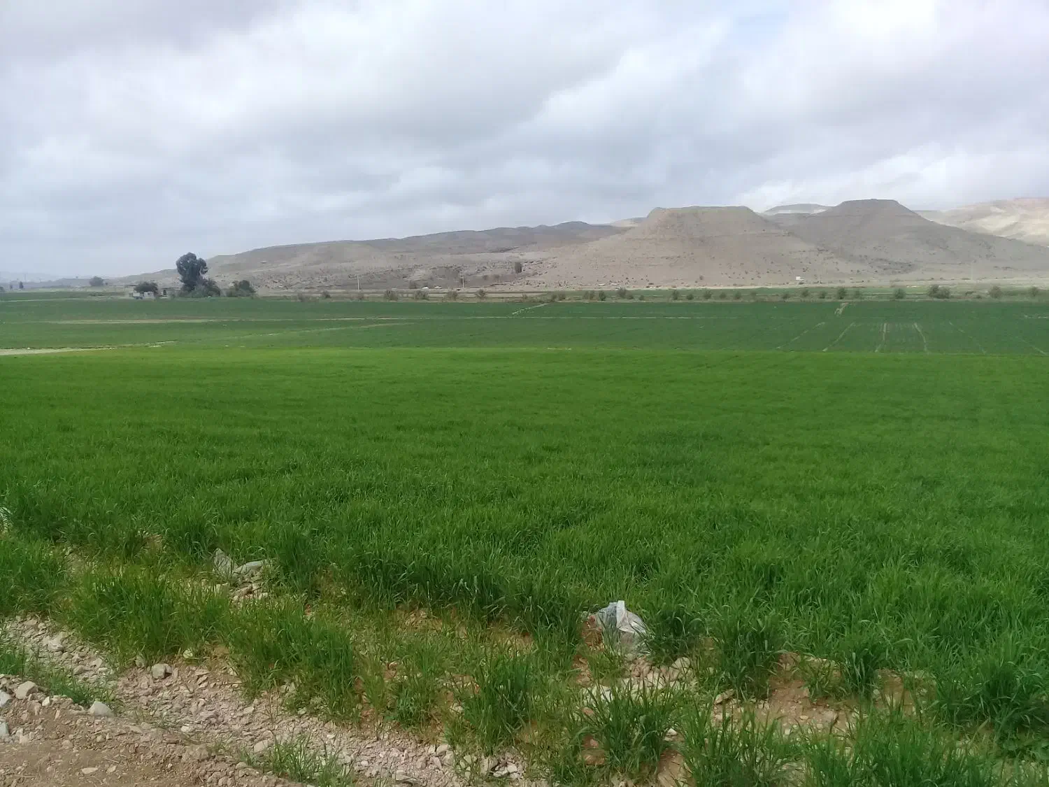 فروش کاه گندم سفید  درجه یک|حیوانات مزرعه|جهرم, |دیوار