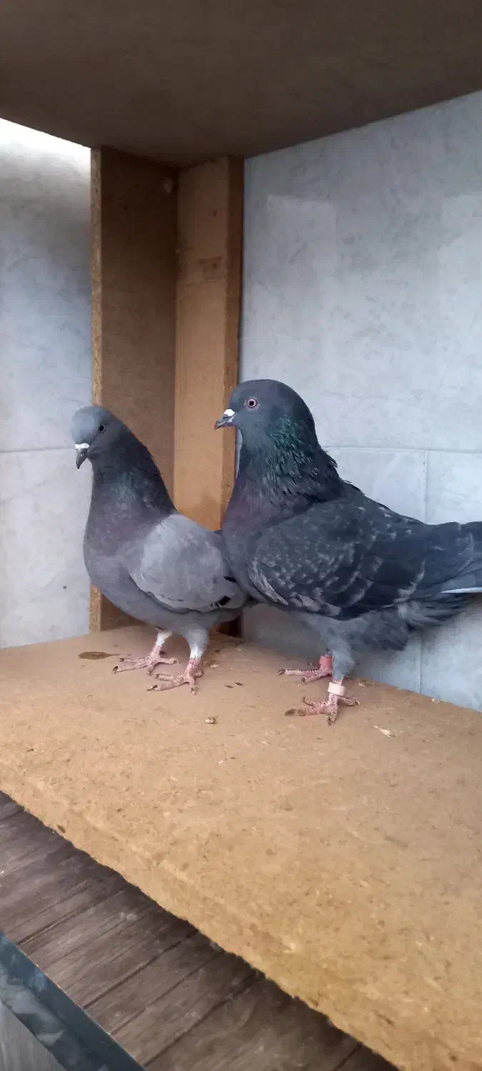 کبوتر|پرنده|برخوار, |دیوار