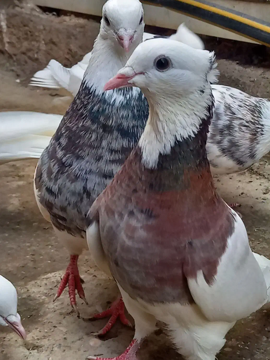 طوقی معمولی بدرنگ|پرنده|آزادشهر, |دیوار