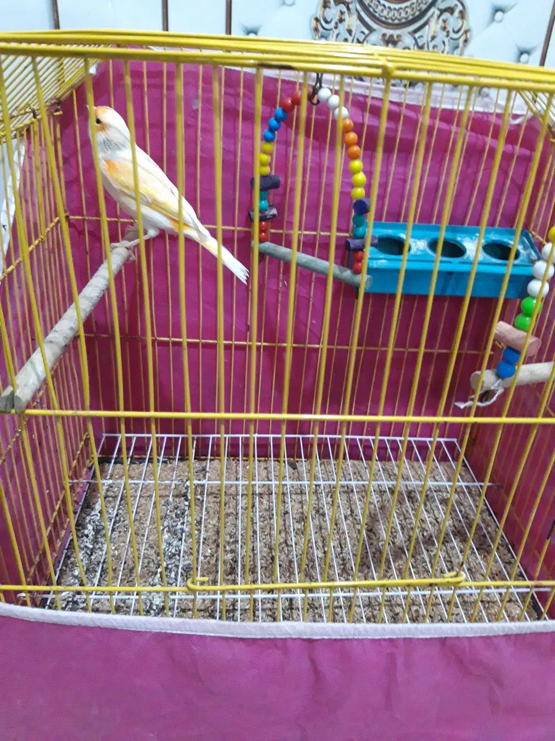 قناری نر|پرنده|بندر ماهشهر, |دیوار