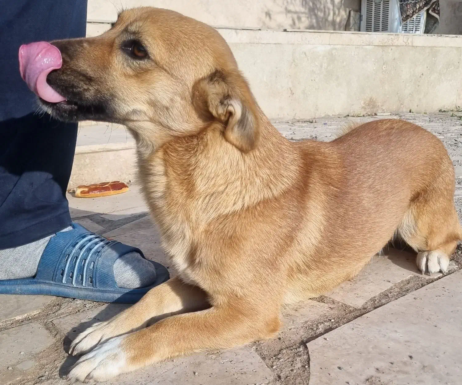 واگذاری سگ نژاددار|سگ|تبریز, |دیوار