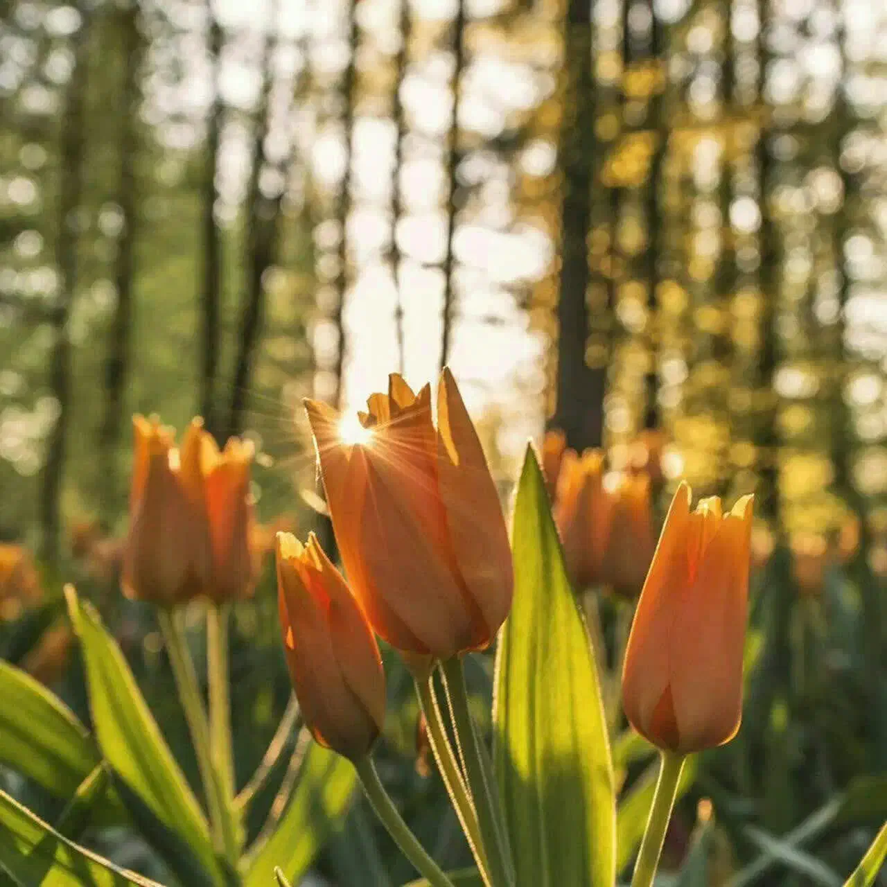 خیاطان عزیز توجه بفرماید|فعالیت داوطلبانه|بروجرد, |دیوار