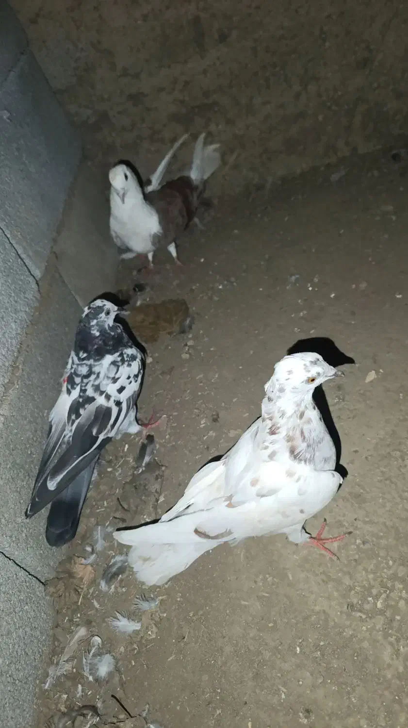 کبوتر دورگ|پرنده|کلاله, |دیوار