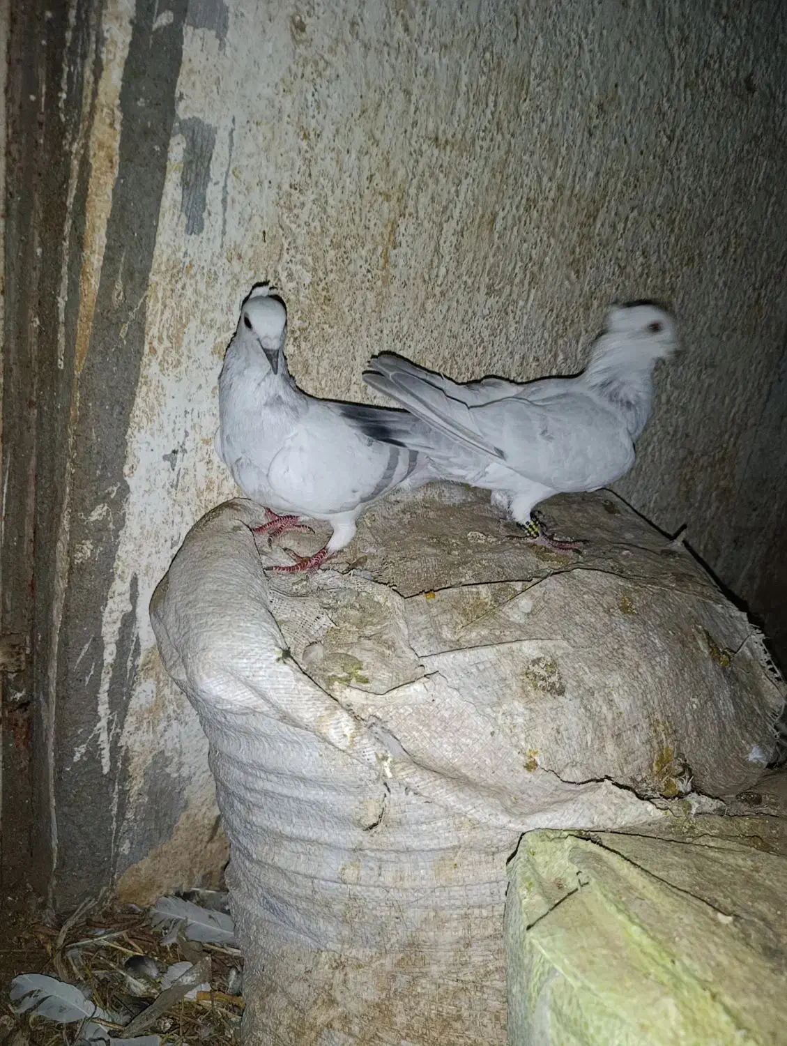 کبوتر نر ماده شامی سفید کرمونی|پرنده|بردسکن, |دیوار