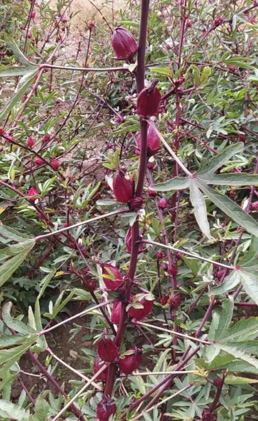 چای ترش تازه|خوردنی و آشامیدنی|تهران, شهرک علم و فناوری|دیوار