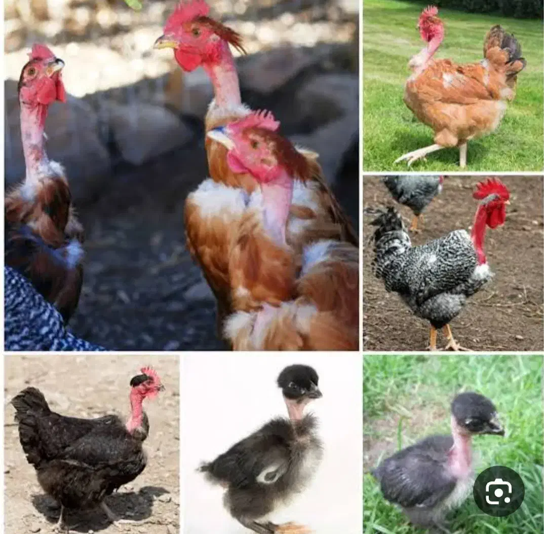 جوجه گردن ریت وکاکلی و محلی اصل اصل|حیوانات مزرعه|دهدشت, |دیوار