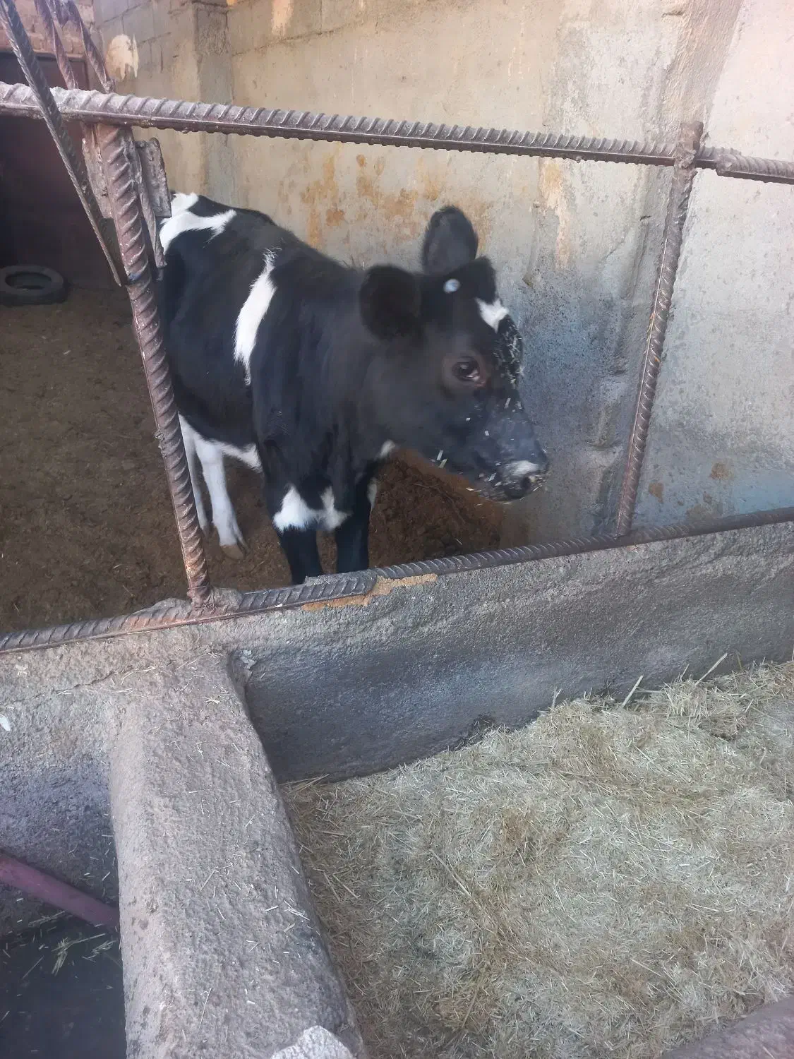 گوساله ماده|حیوانات مزرعه|مشهد, کلاکوب|دیوار