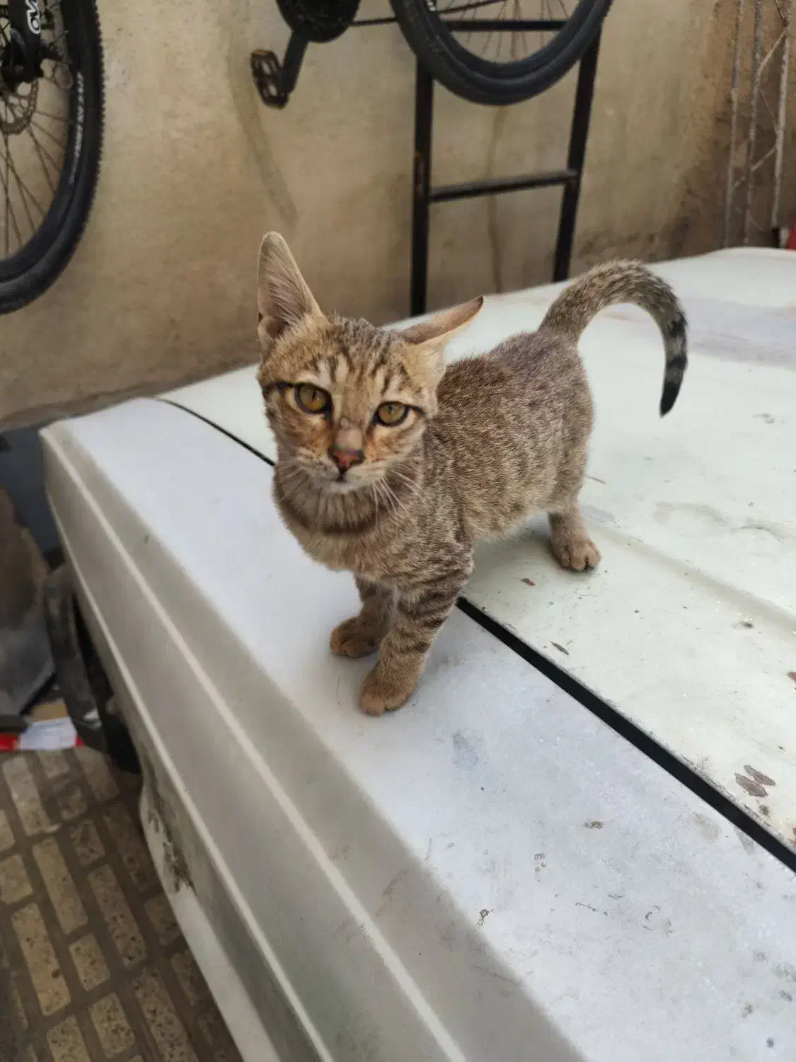 واگذاری بچه گربه|گربه|فردیس, نسترن شرقی|دیوار