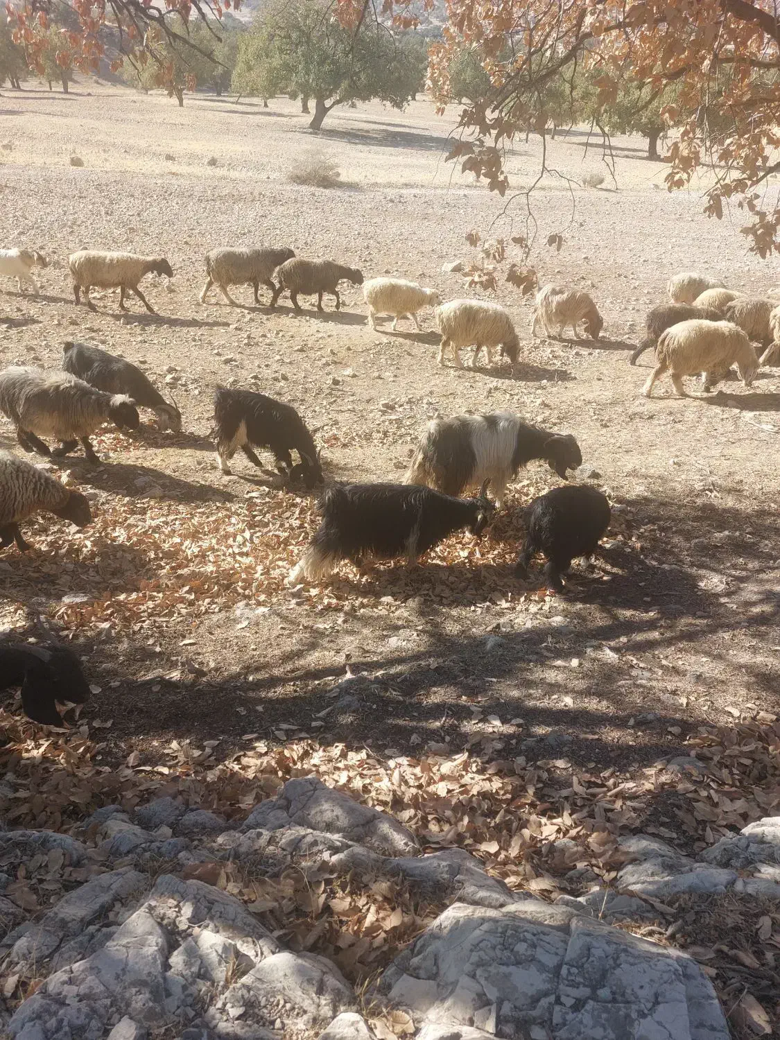 ۱۵ راس بز داشتی|حیوانات مزرعه|ارژن, |دیوار