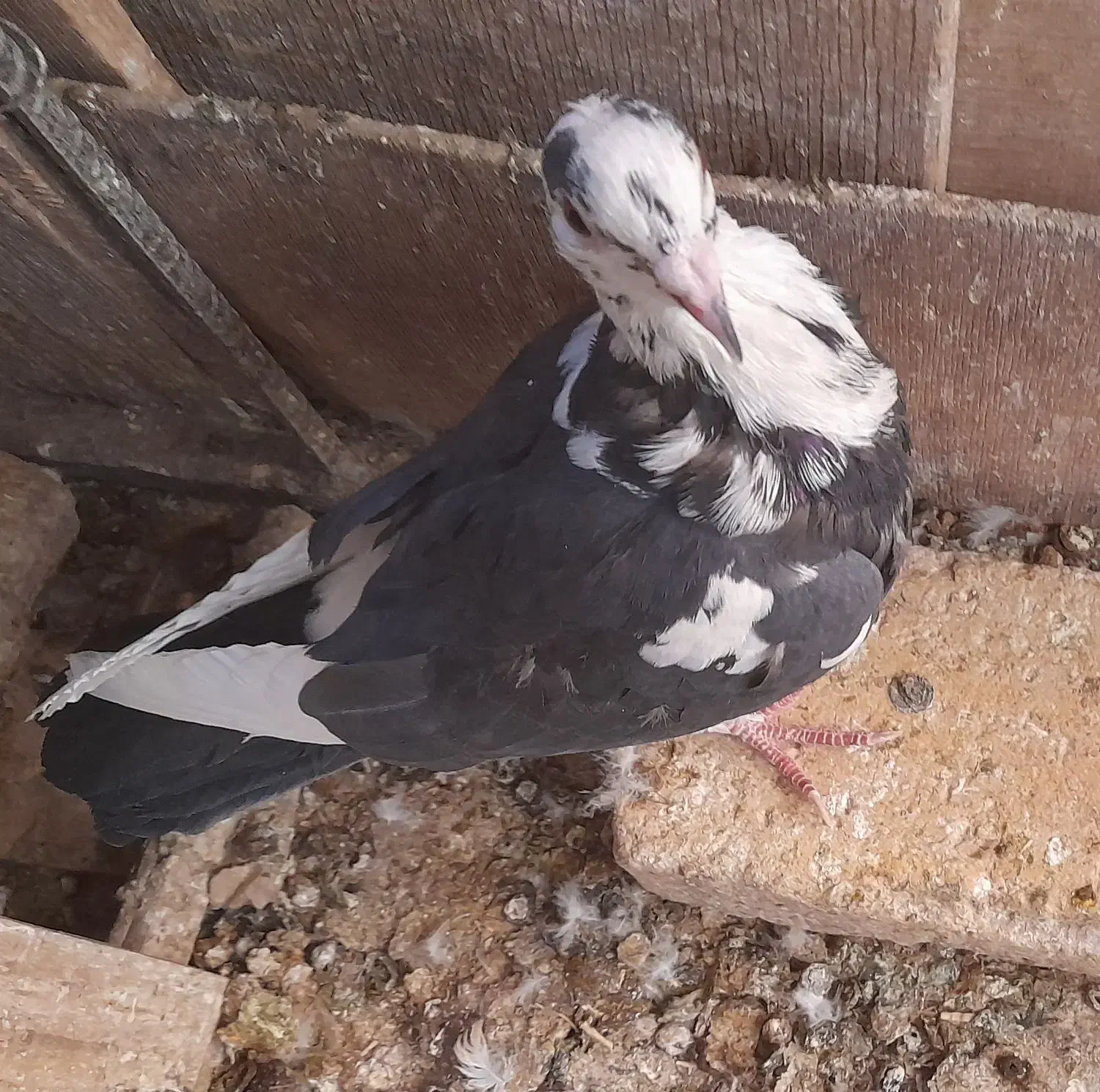 کبوتر بزک .کبوتر پاکستانی(رامپوری)|پرنده|شهرضا, |دیوار