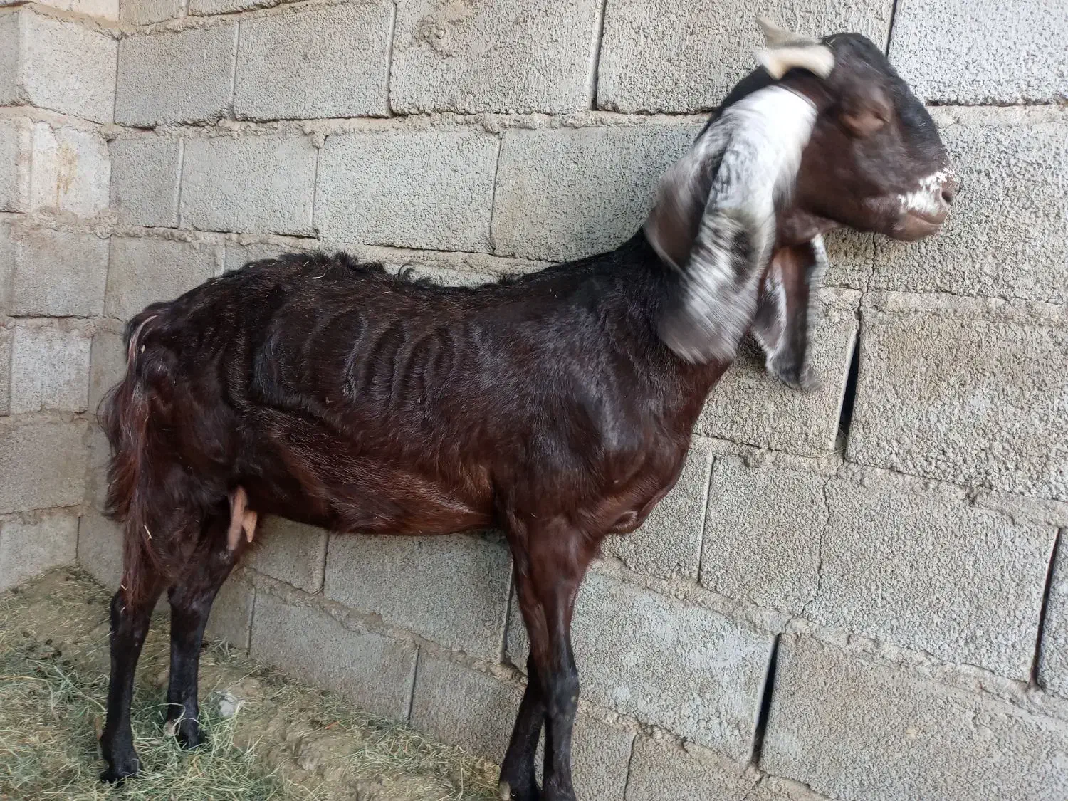 گوسفند پاکستانی|حیوانات مزرعه|جیرفت, |دیوار