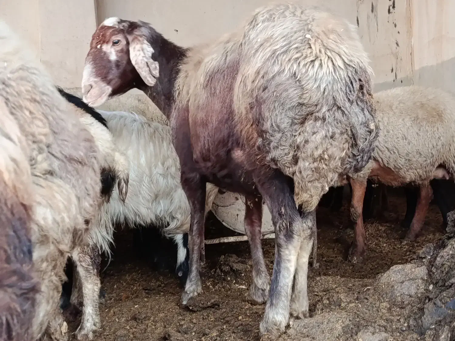 گوسفند افشار ‌. جوان .ابست|حیوانات مزرعه|فاضل آباد, |دیوار