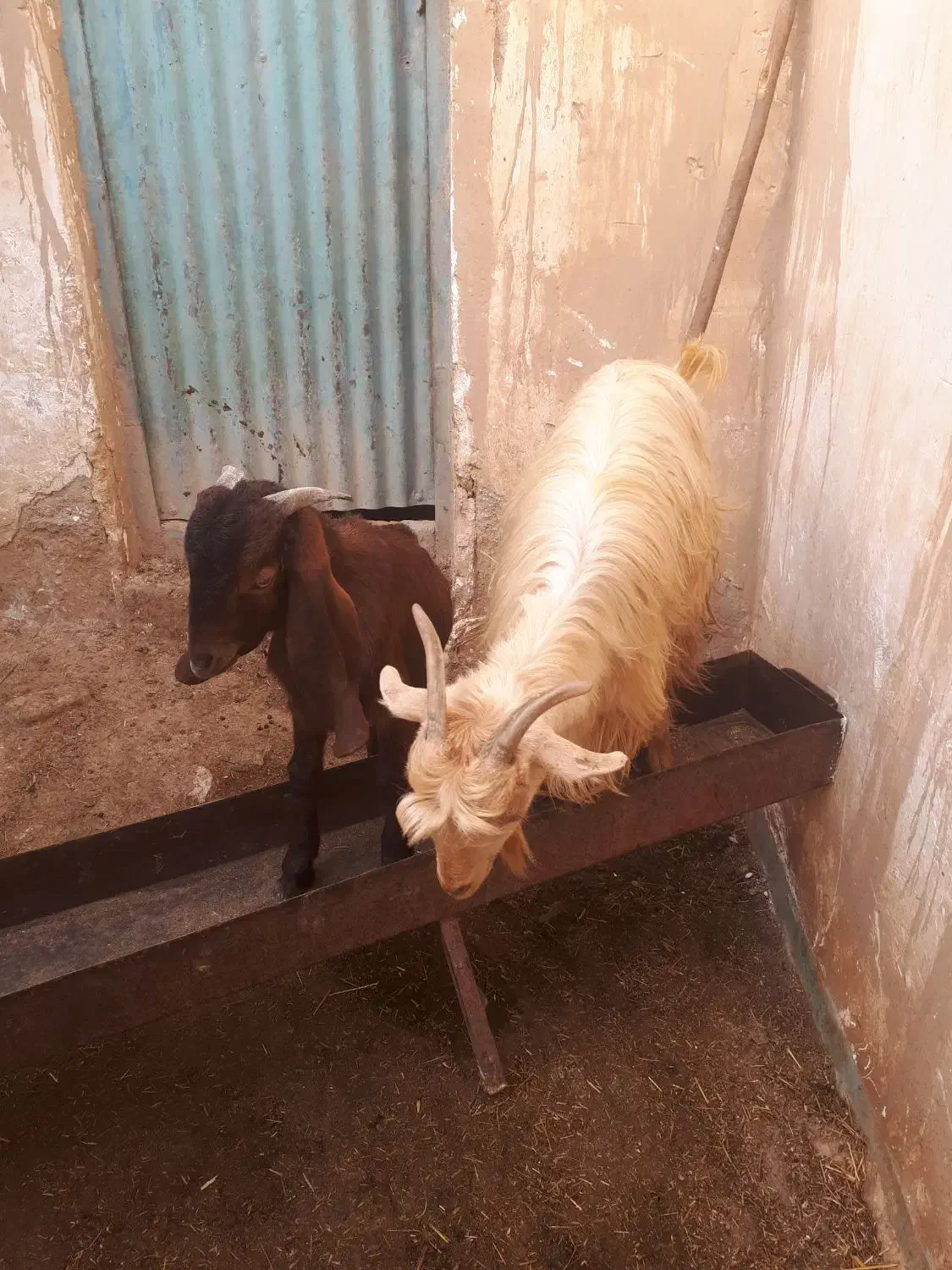 میش بز بیگ|حیوانات مزرعه|مسجد سلیمان, |دیوار