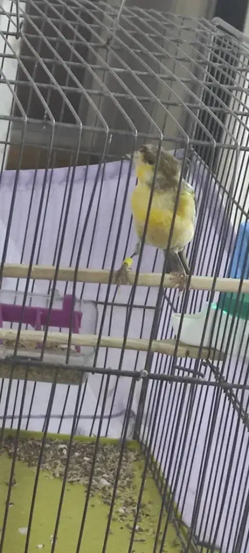 قناری نر ابلغ درشت و کشیده|پرنده|قزوین, |دیوار