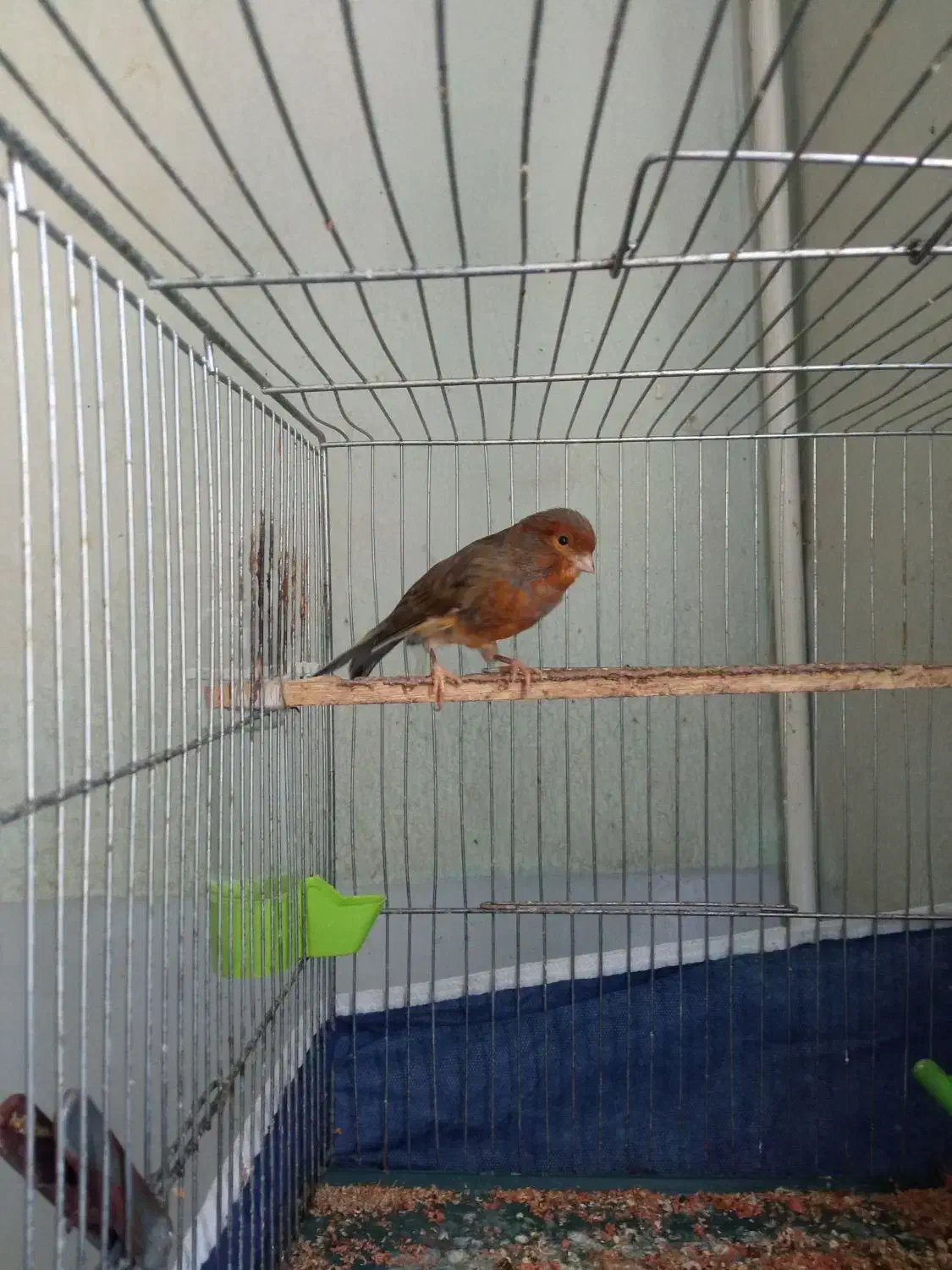 قناری یکساله|پرنده|کرمان, |دیوار