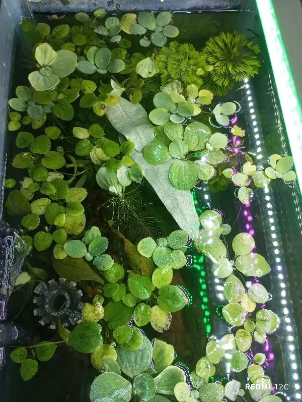 کاهو روآبی|ماهی|دزفول, |دیوار