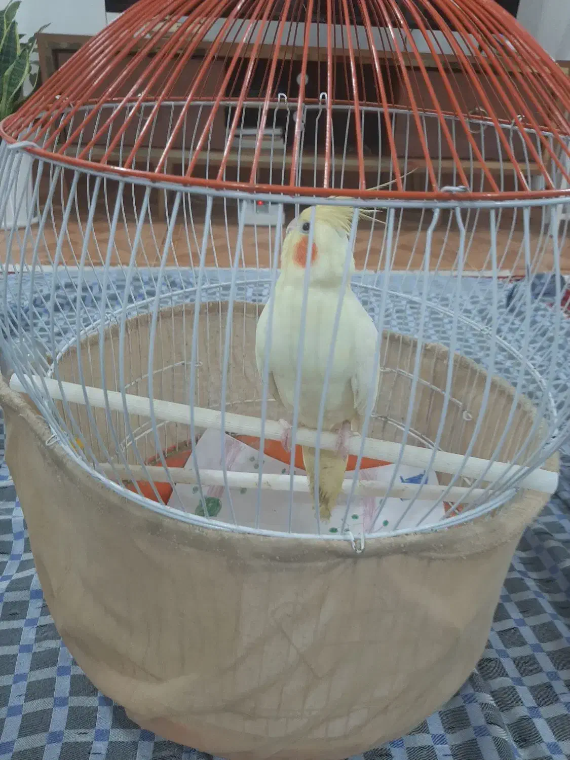 لوتینو ماده بالغ بهمراه قفس و کلیه تجهیزات|پرنده|رشت, سلیمانداراب|دیوار