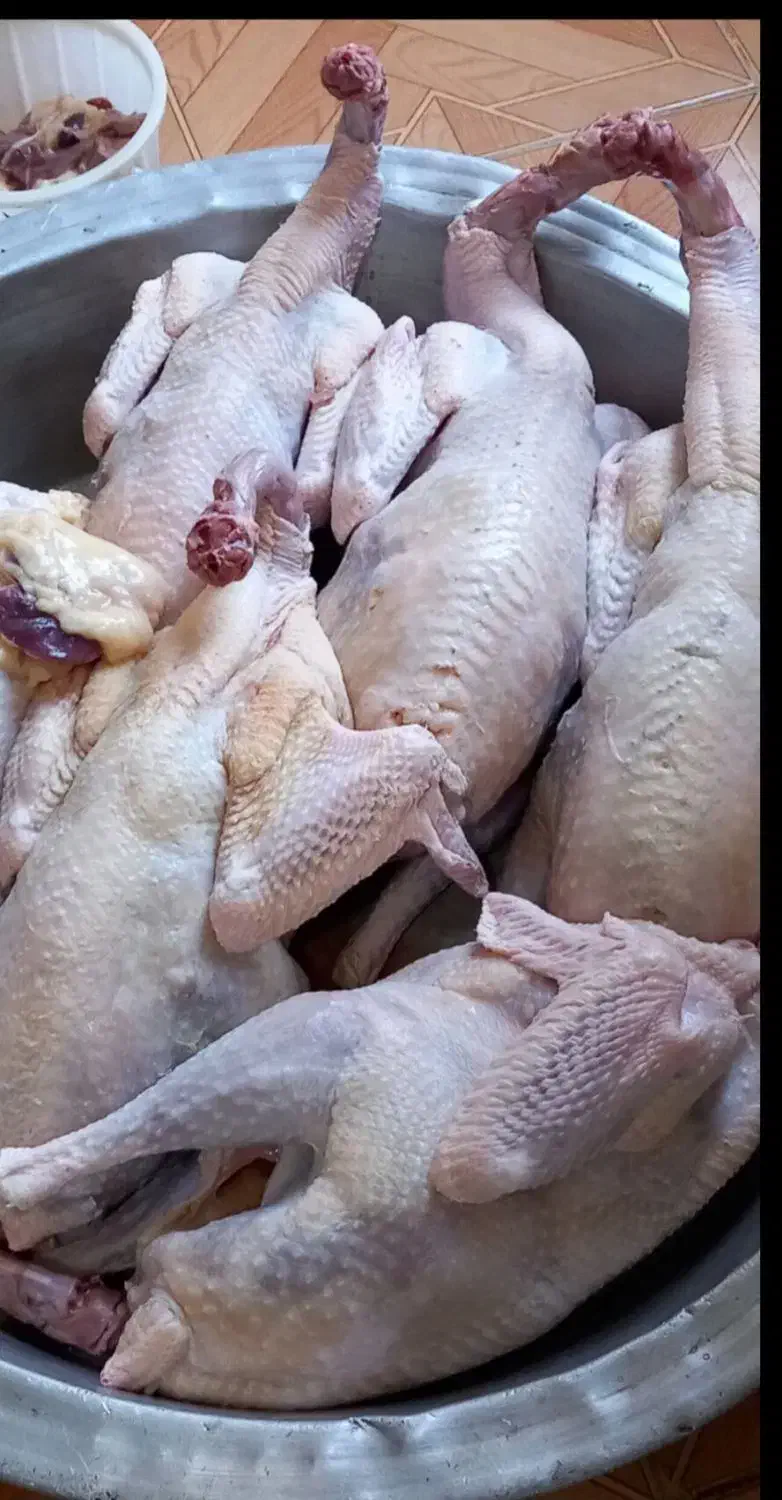 قل و|حیوانات مزرعه|بوکان, |دیوار