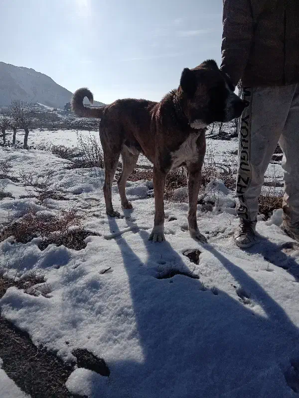 سگ گیله|سگ|نوده انقلاب, |دیوار