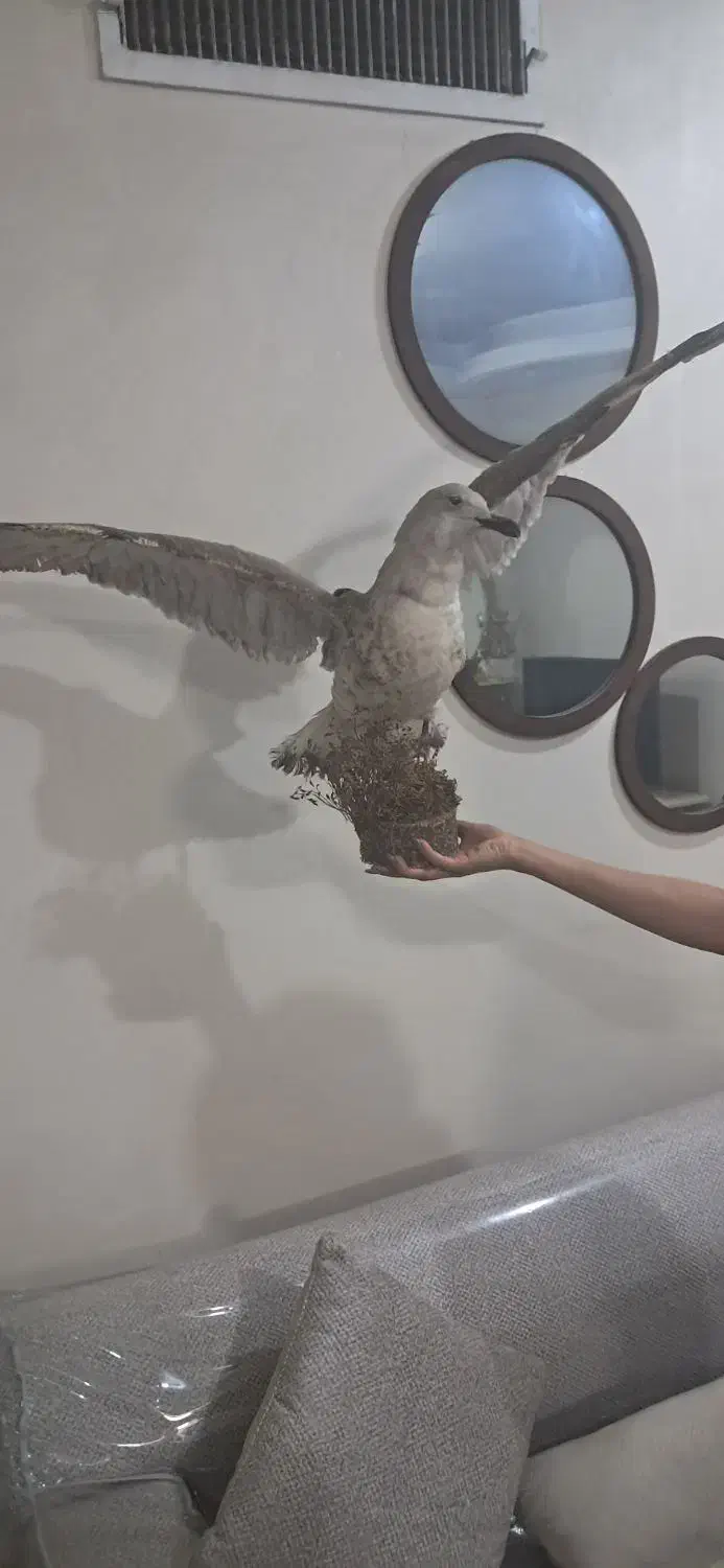 مجسمه مرغ دریایی|مجسمه، تندیس، ماکت|تهران, شهرک رضویه|دیوار