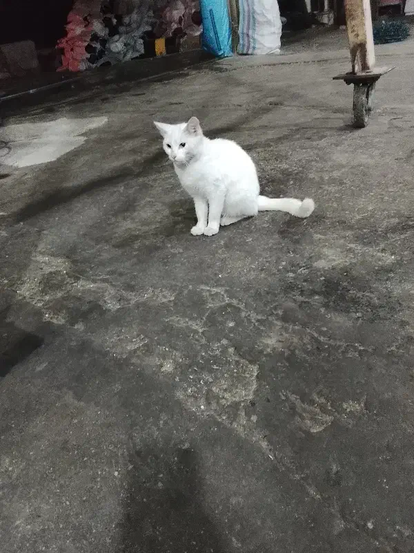 واگذاری گربه|گربه|رامسر, |دیوار