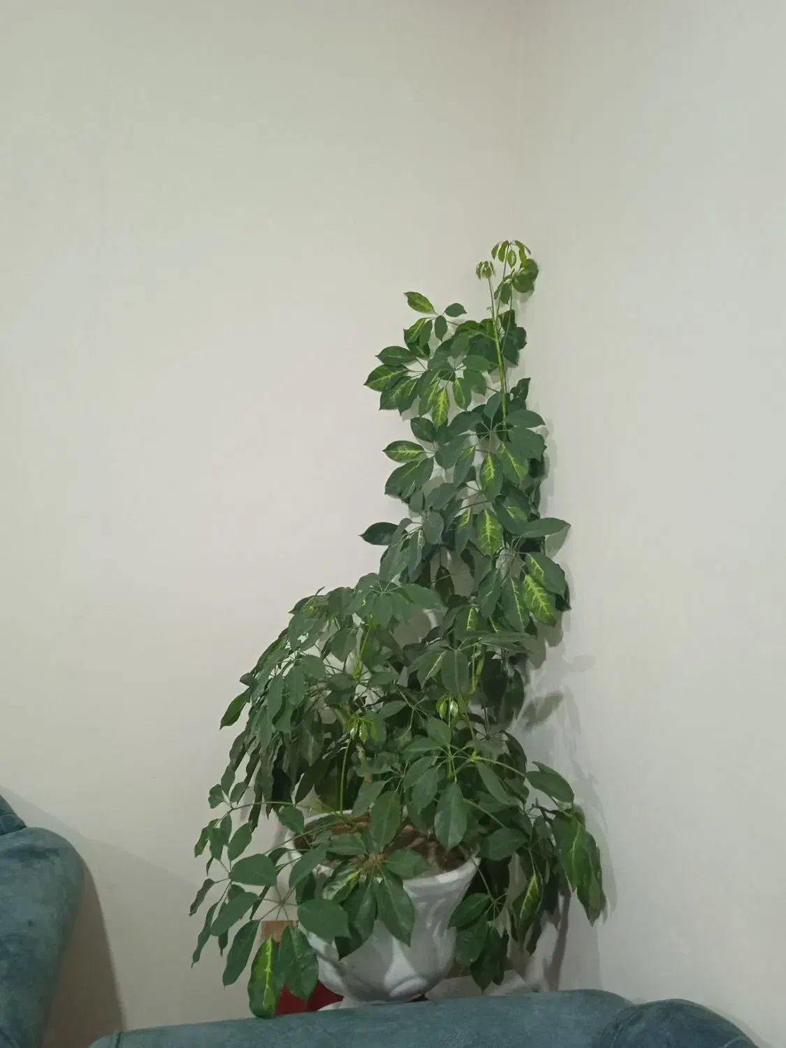 گل شفلرا|گل و گیاه طبیعی|عنبران, |دیوار