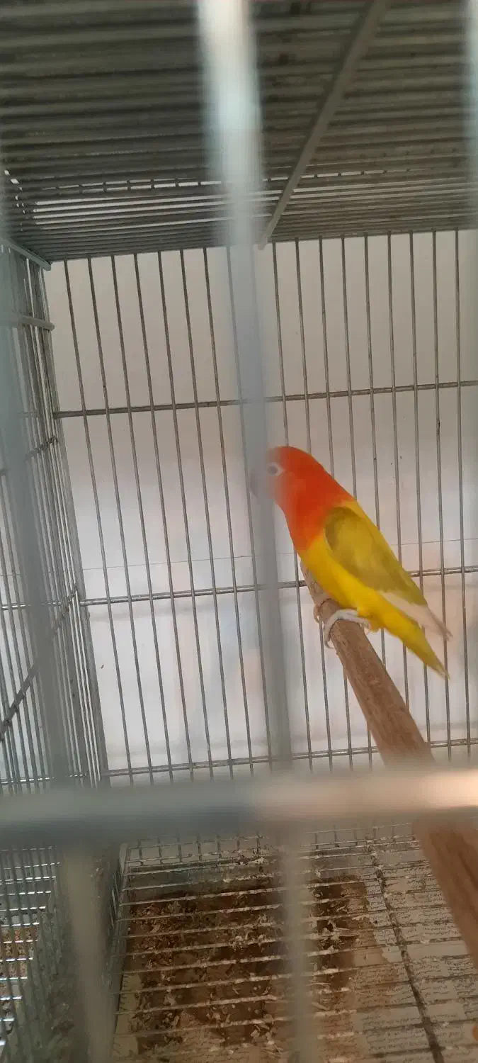 طوطی برزیلی رنگ خاص|پرنده|زرگرشهر, |دیوار