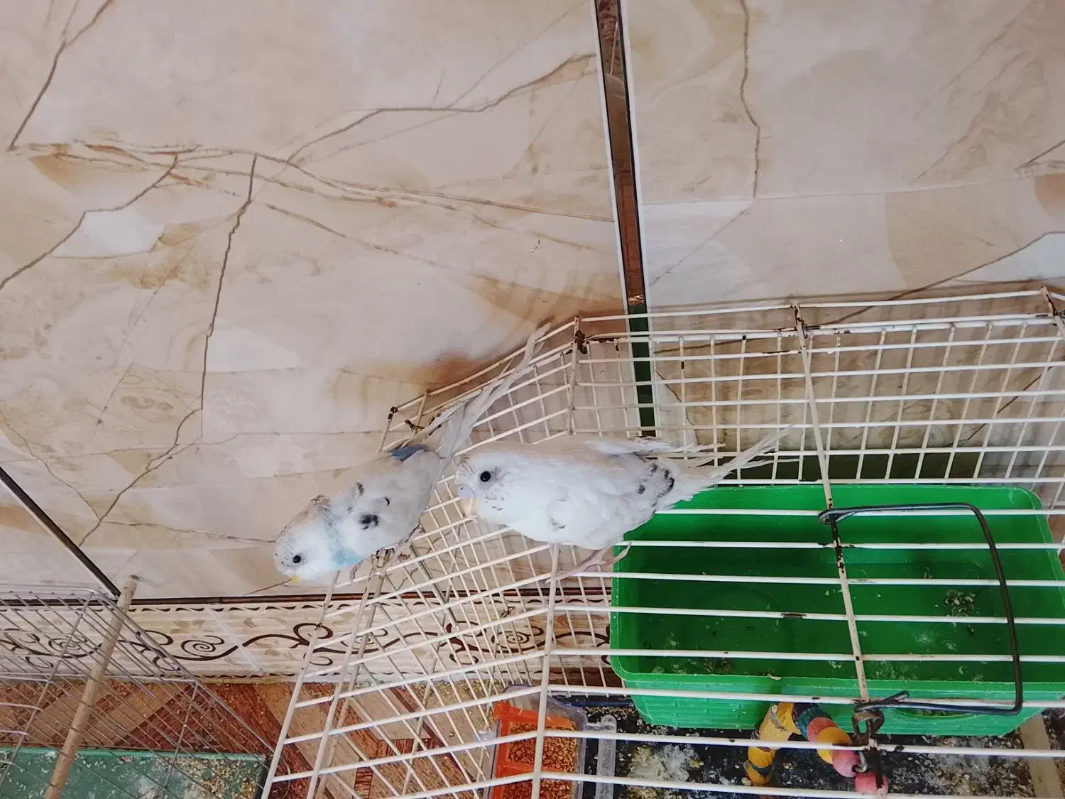 دو عدد جوجه مرغ عشق|پرنده|کرمانشاه, |دیوار