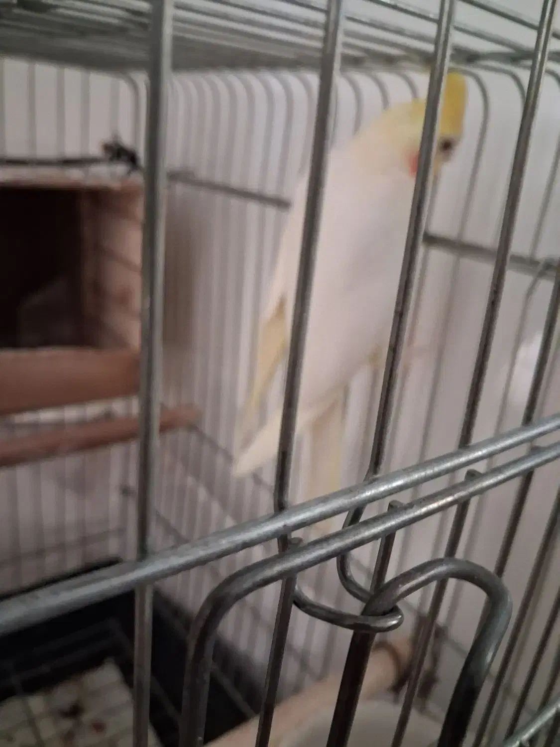 عروس هلندی نر|پرنده|تهران, دستغیب|دیوار