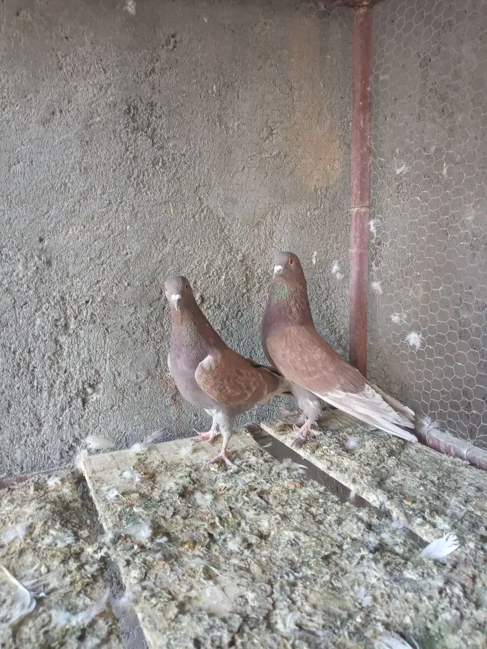 نرماده پرشی|پرنده|اردکان, |دیوار